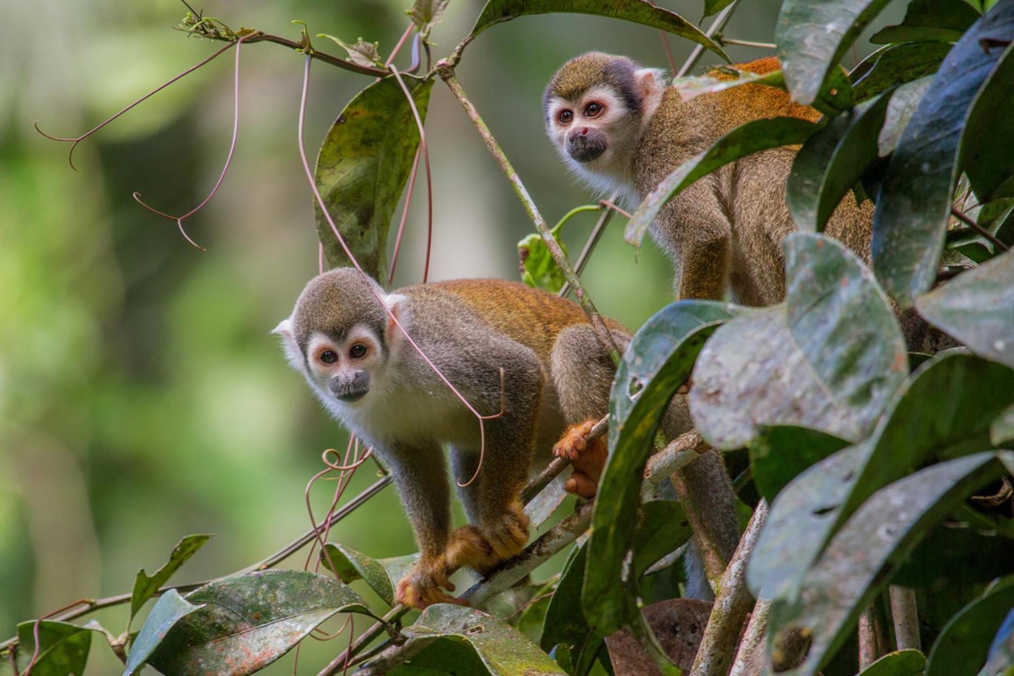 La Selva Eco-Lodge & Retreat Providencia Exteriér fotografie