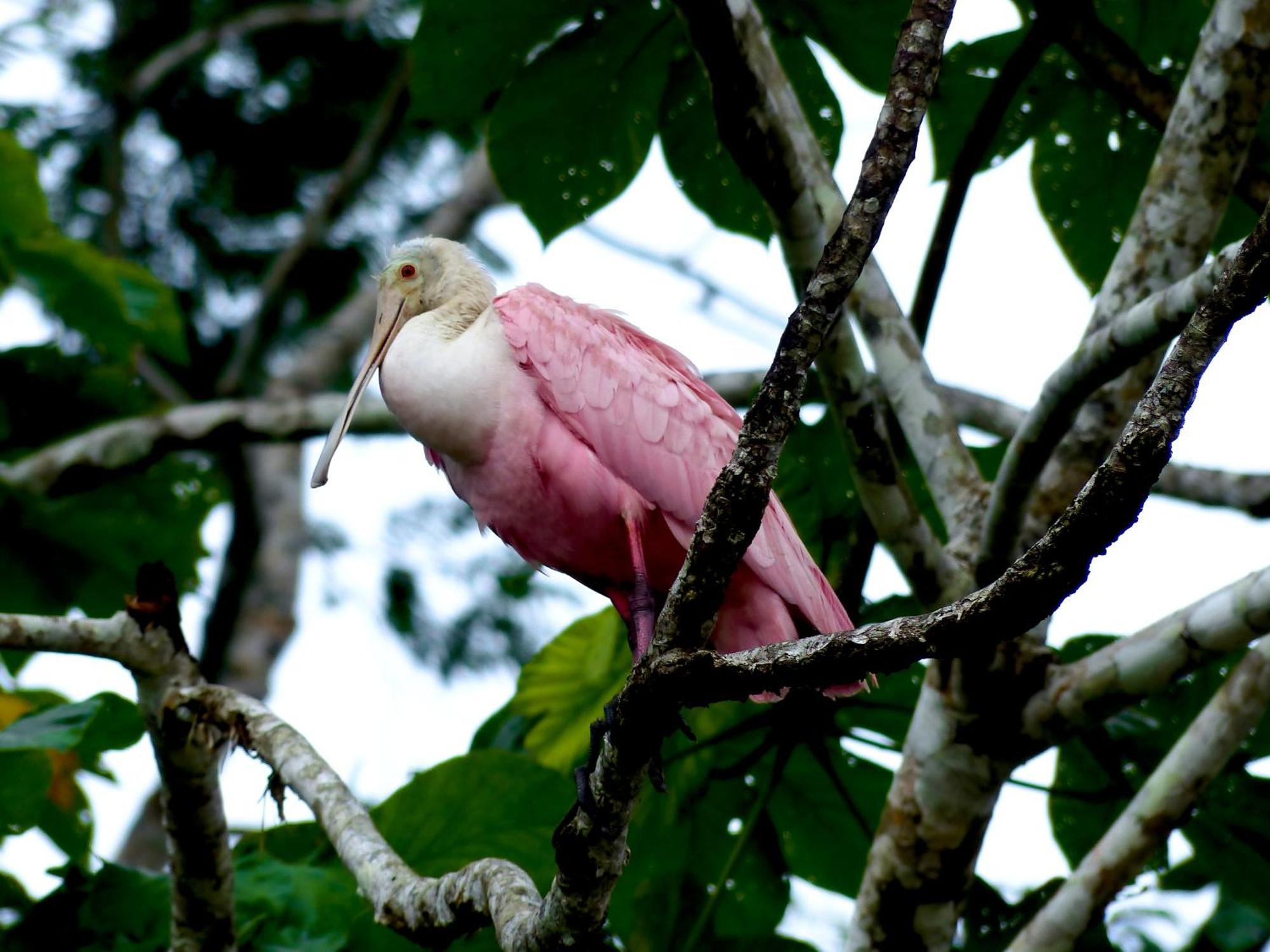 La Selva Eco-Lodge & Retreat Providencia Exteriér fotografie